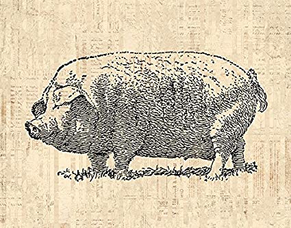 425x334 Vintage Pig Print For Farm House Style Wall Art Home - Vintage Pig Drawing