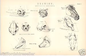 300x196 Antique Victorian Vintage Print Drawing Artistic Anatomy Cat - Vintage Pig Drawing