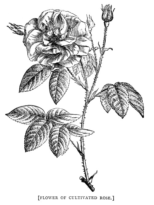 Vintage Rose Drawing at PaintingValley.com | Explore collection of ...