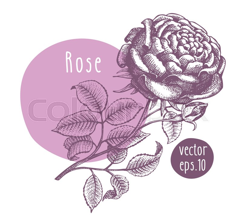 800x728 Hand Drawn Vintage Rose Vector Stock Vector Colourbox - Vintage Rose Drawing