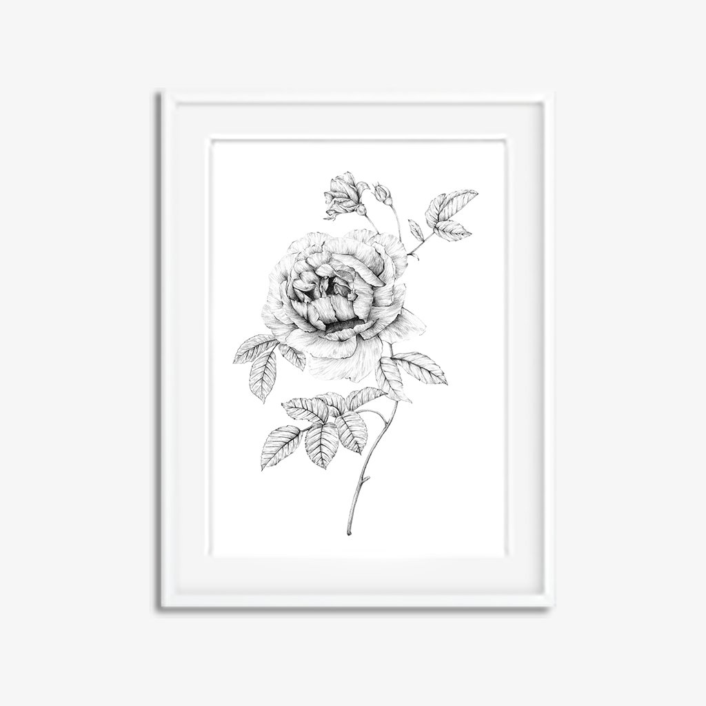 1024x1024 Vintage Rose Original Botanical Pencil Drawing Carmen Hui Art - Vintage Rose Drawing