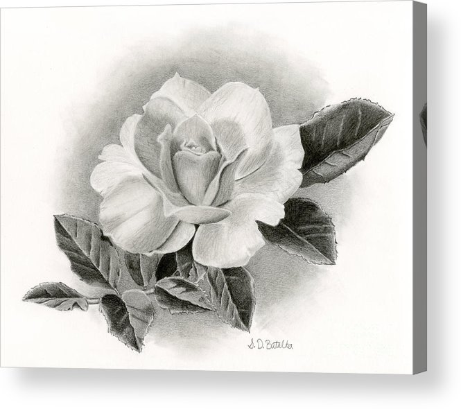 665x590 Vintage Rose Acrylic Print - Vintage Rose Drawing