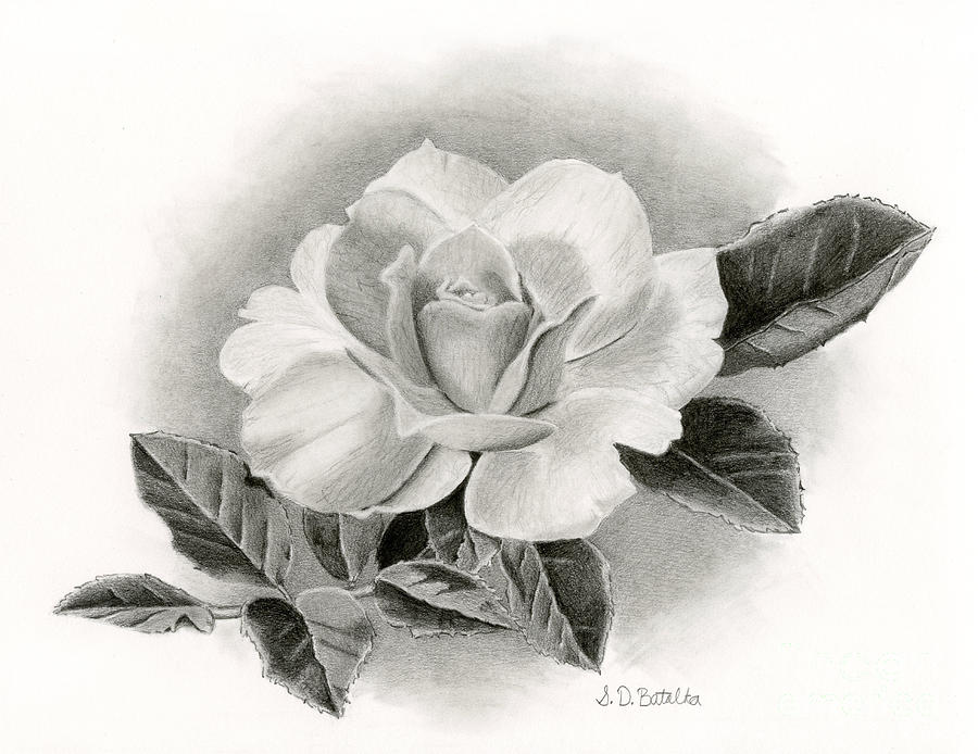 900x694 Vintage Rose Drawing - Vintage Rose Drawing