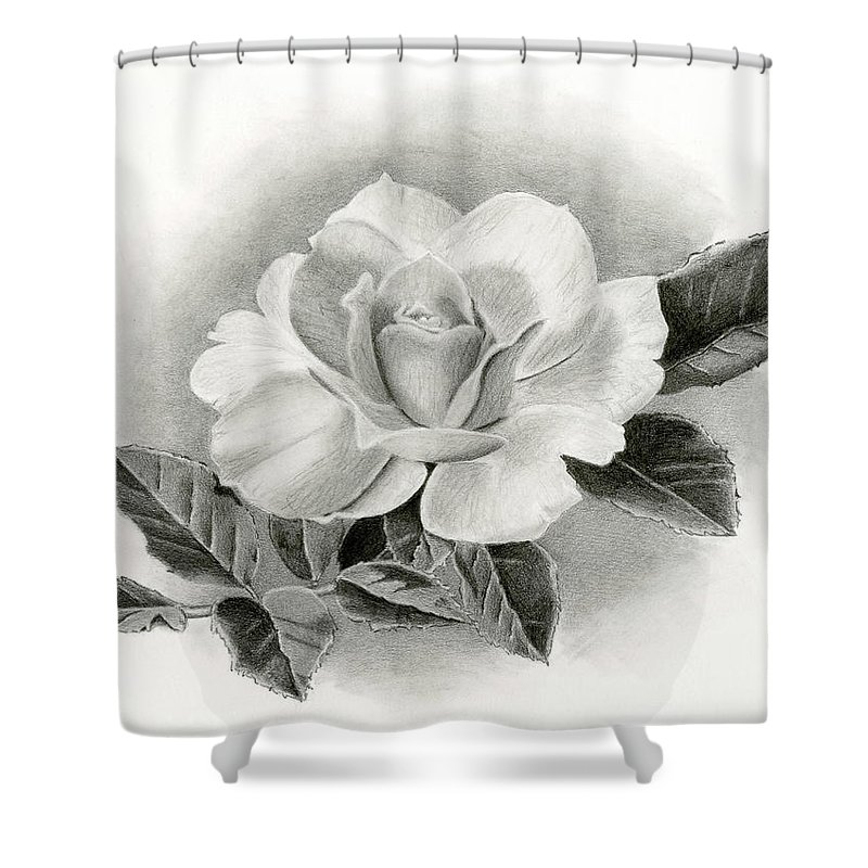 800x800 Vintage Rose Shower Curtain For Sale - Vintage Rose Drawing