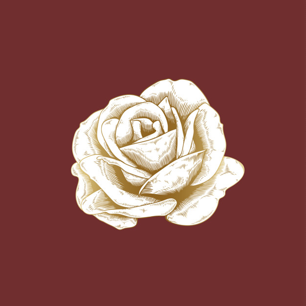 626x626 Vintage Rose Drawing Vector Free Download - Vintage Rose Drawing