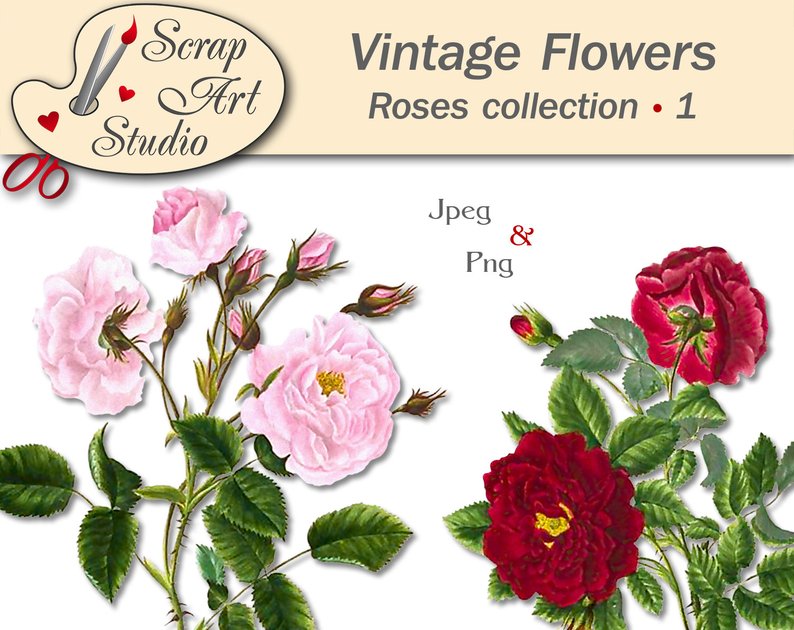 794x630 Vintage Roses Illustration Clipart Png Printable Element Etsy - Vintage Rose Drawing