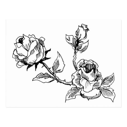 540x540 beautiful vintage rose black and white hand drawn postcard - Vintage Rose Drawing