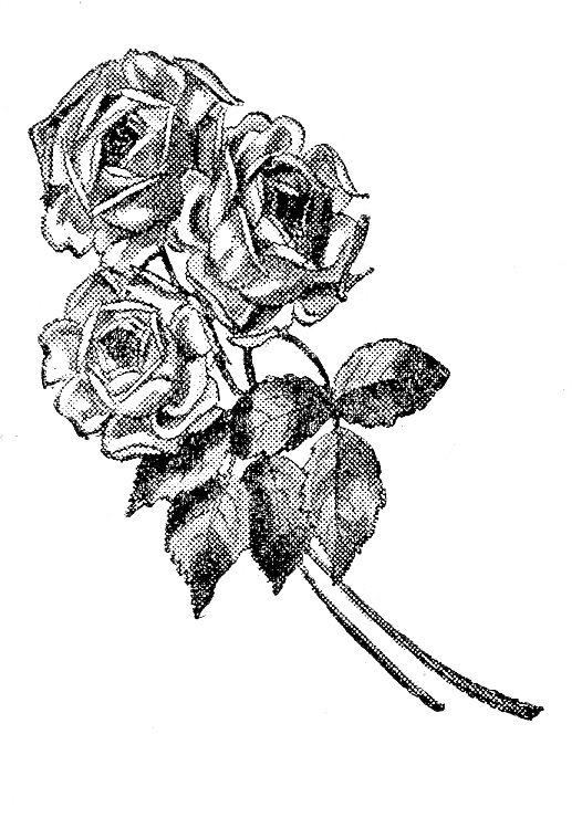 526x740 Vintage Rose Archives - Vintage Rose Drawing