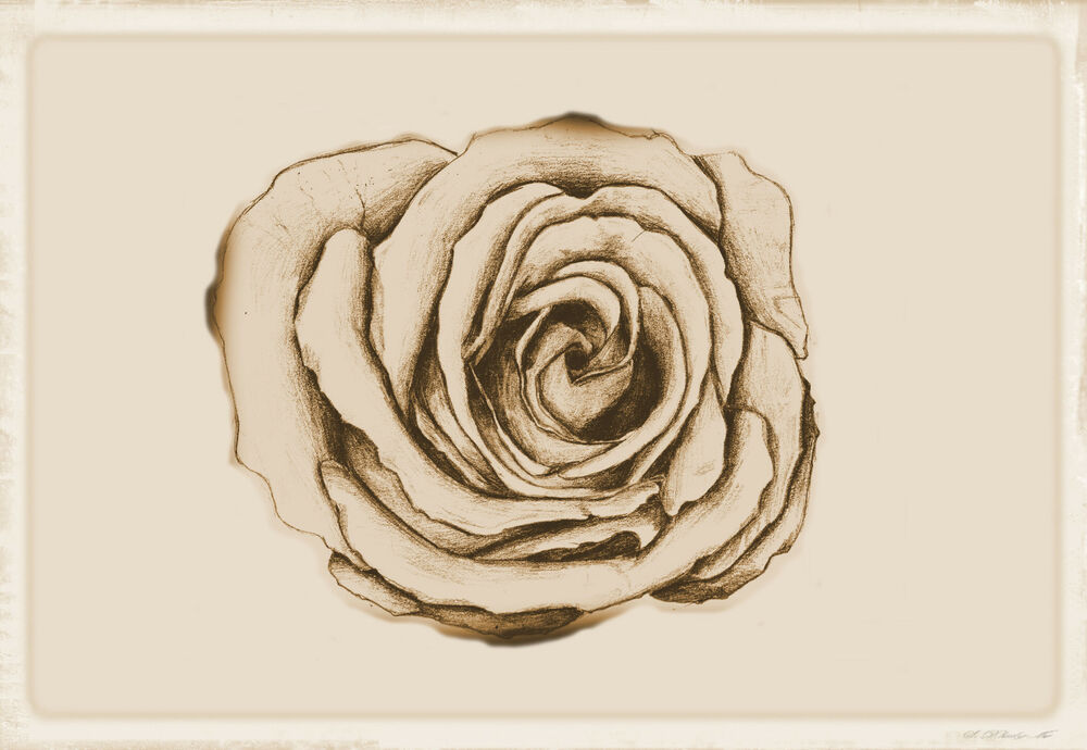 1000x690 Framed Print - Vintage Rose Drawing