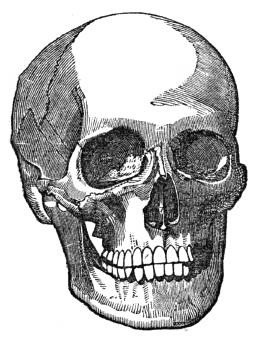 256x337 Skull Drawing Free Vintage Art - Vintage Skull Drawing