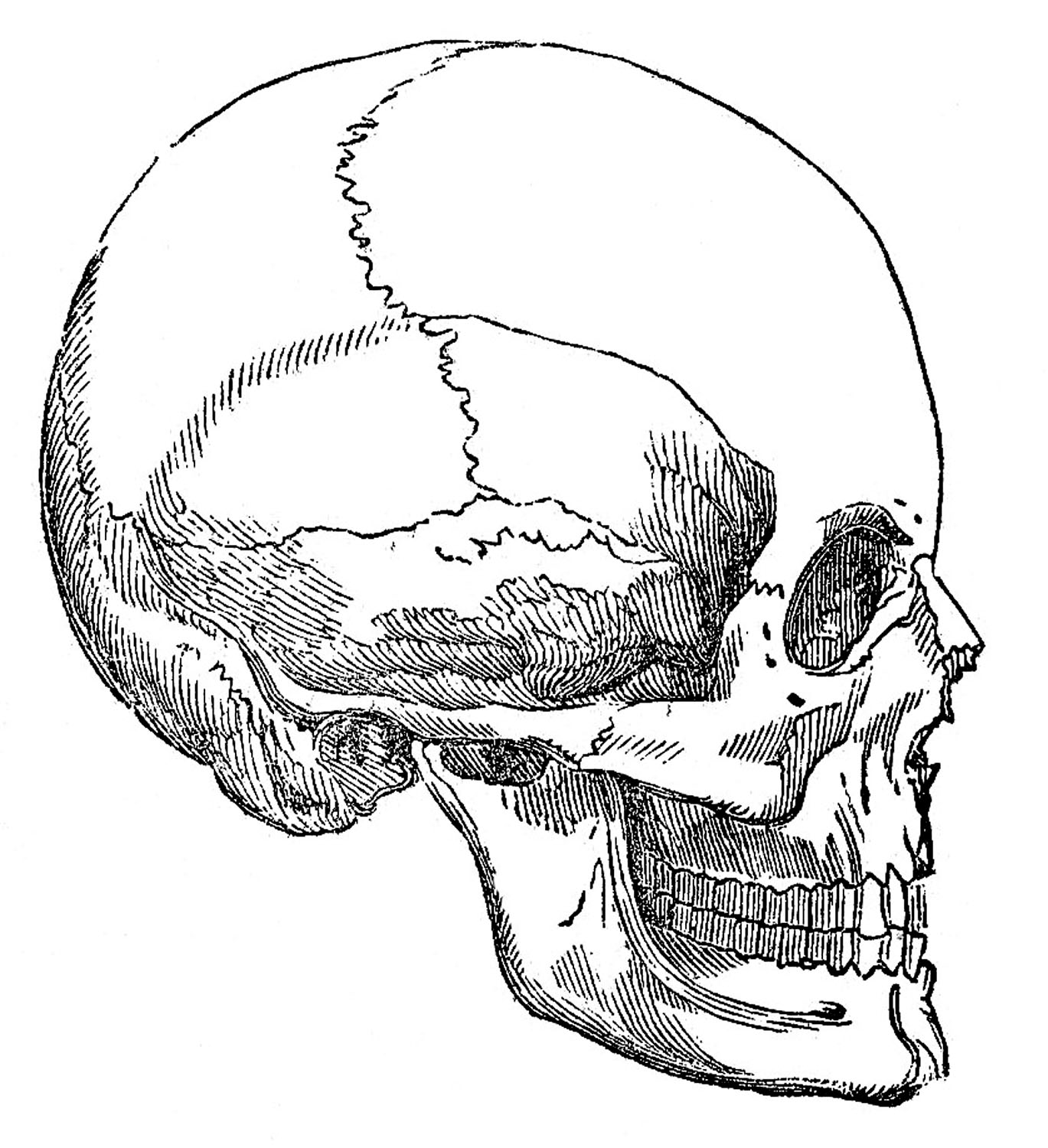 1369x1500 Skull Images - Vintage Skull Drawing
