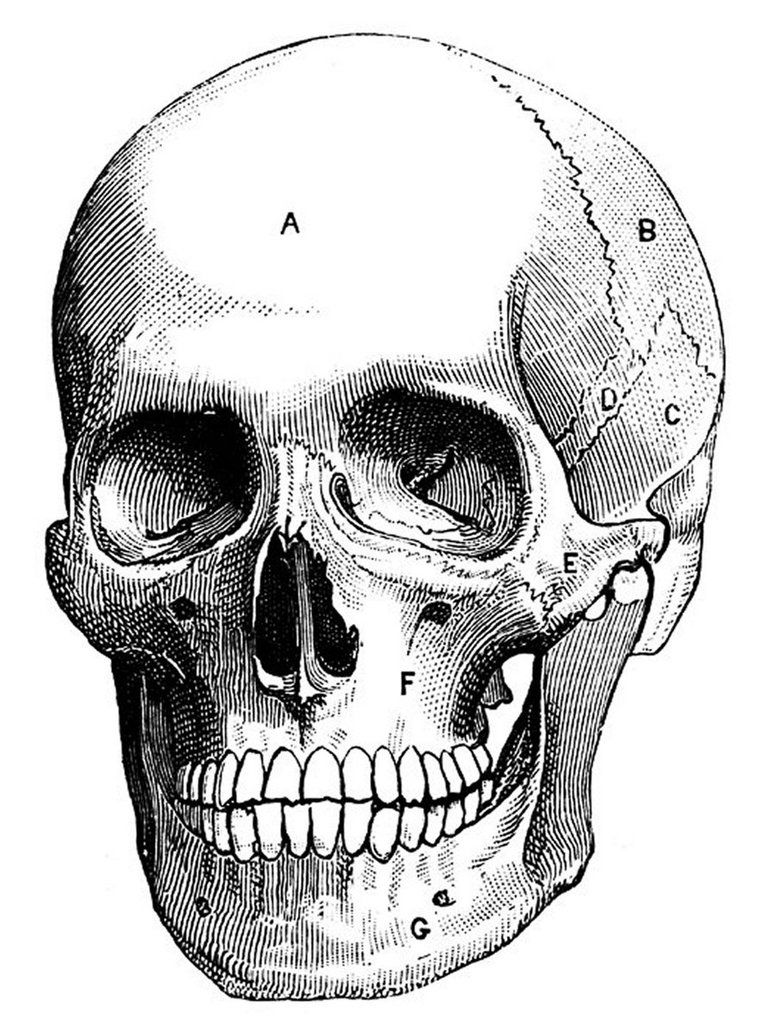 776x1030 Vintage Skull - Vintage Skull Drawing