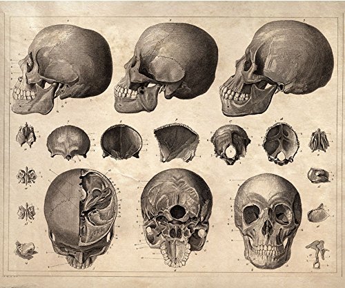 500x417 X Vintage Anatomy Skulls Poster Human Diagram - Vintage Skull Drawing