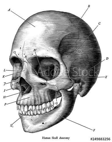 394x500 Skull, Drawing, Human, Vintage, Illustration, White, Skeleton - Vintage Skull Drawing