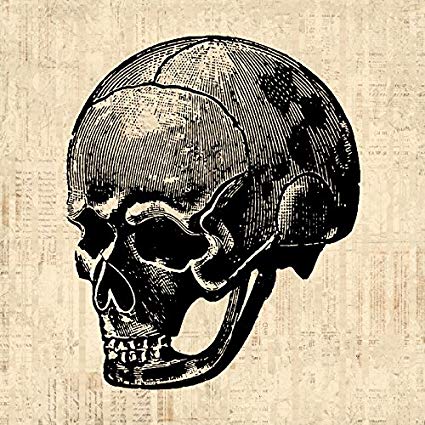 425x425 Vintage Skull Art Print For Wall Art Medical Anatomy - Vintage Skull Drawing