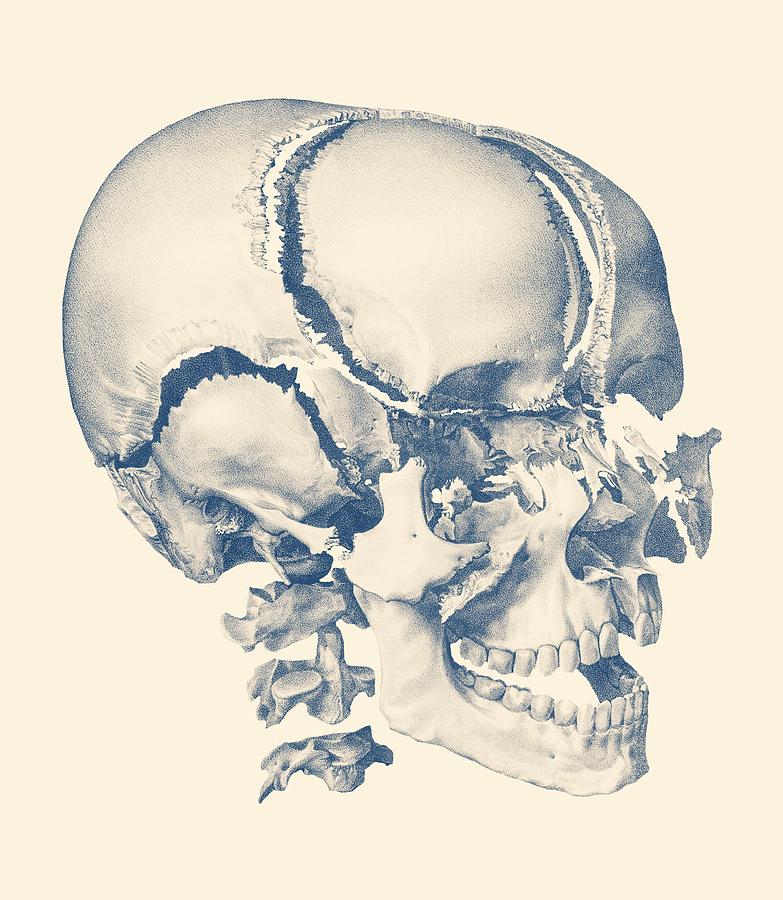 783x900 Fragmented Human Skull - Vintage Skull Drawing