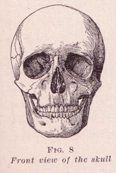 394x584 front view of skull c r e a t i v e a r t skull, skull - Vintage Skull Drawing