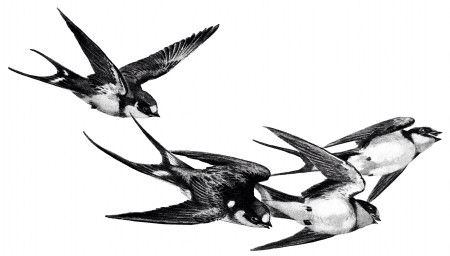 450x256 flying birds animals and birds vintage birds - Vintage Sparrow Drawing