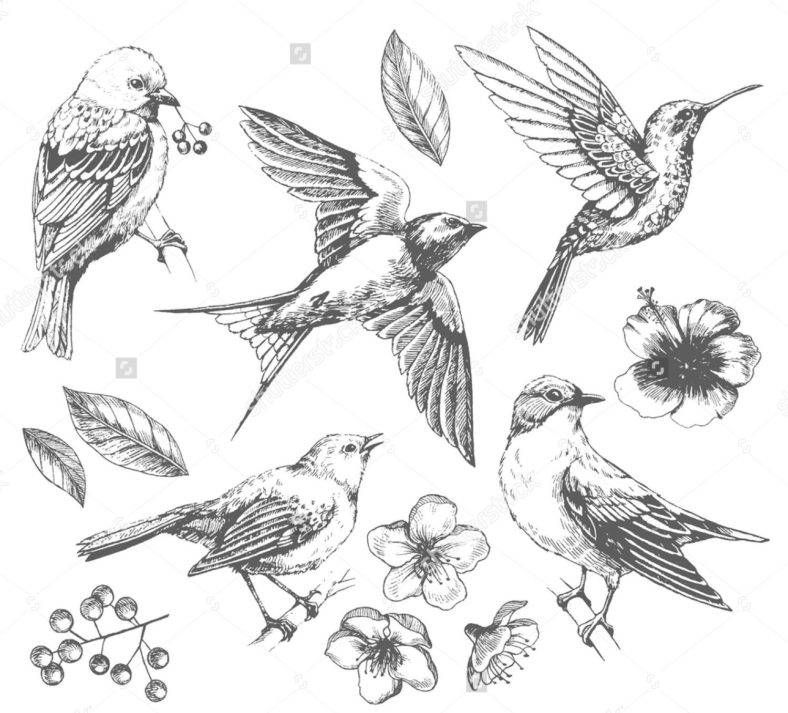 Vintage Sparrow Drawing at PaintingValley.com | Explore collection of ...