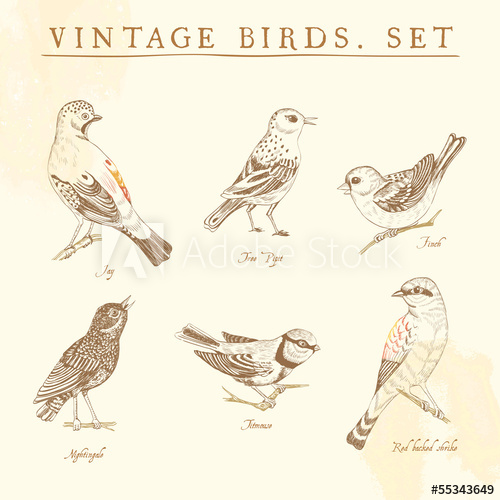 500x500 Set Of Vintage Birds Beige And Brown - Vintage Sparrow Drawing