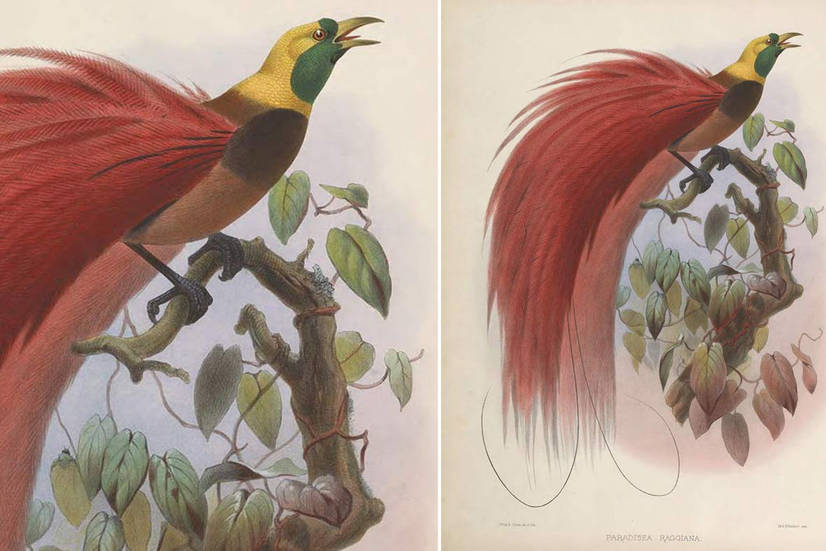 1180x787 top amazing stories behind vintage biology drawings art - Vintage Sparrow Drawing