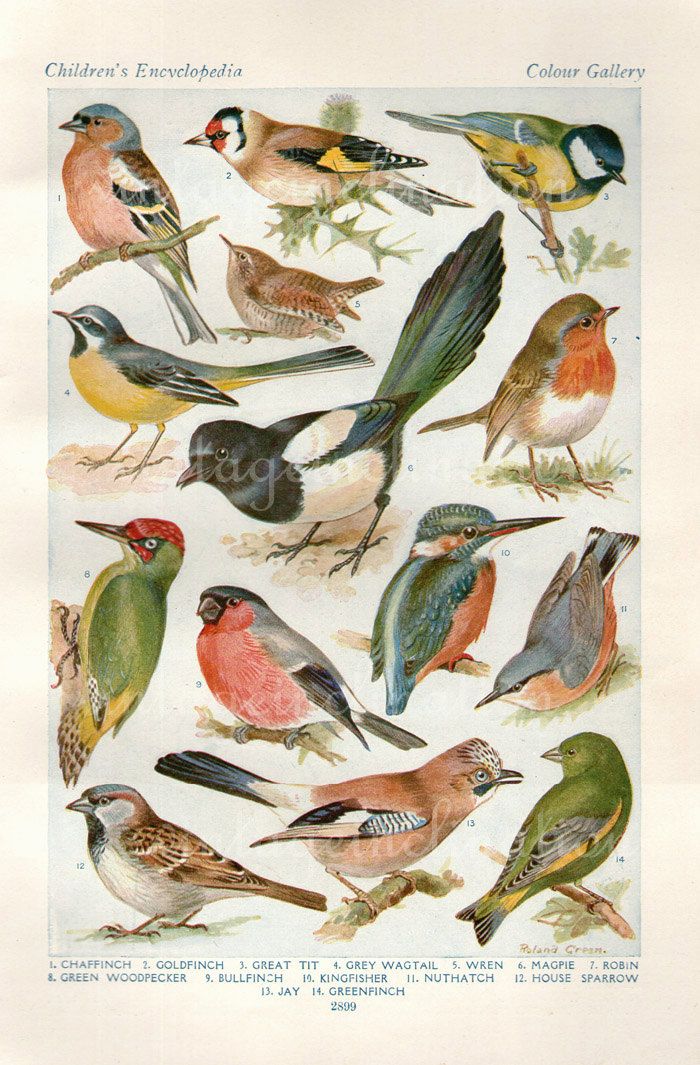 700x1065 Vintage Bird Print Natural History Antique Illustration Bird - Vintage Sparrow Drawing