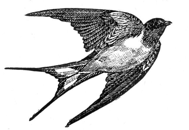 644x446 Vintage Clip Art - Vintage Sparrow Drawing