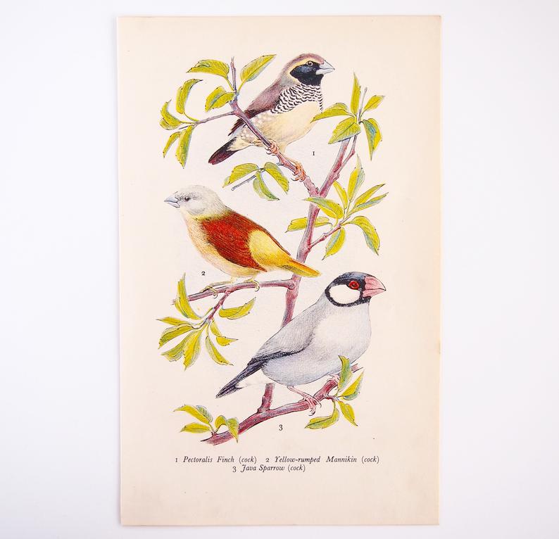 794x766 vintage bird finch book plate vintage bird print vintage etsy - Vintage Sparrow Drawing