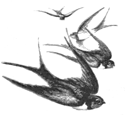 512x471 Vintage Birds Archives - Vintage Sparrow Drawing