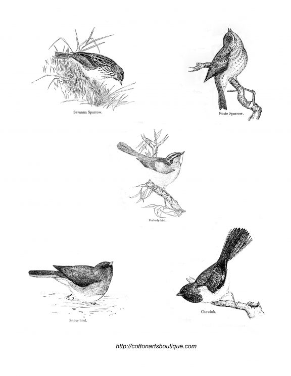 576x745 Vintage Birds And An Ad - Vintage Sparrow Drawing