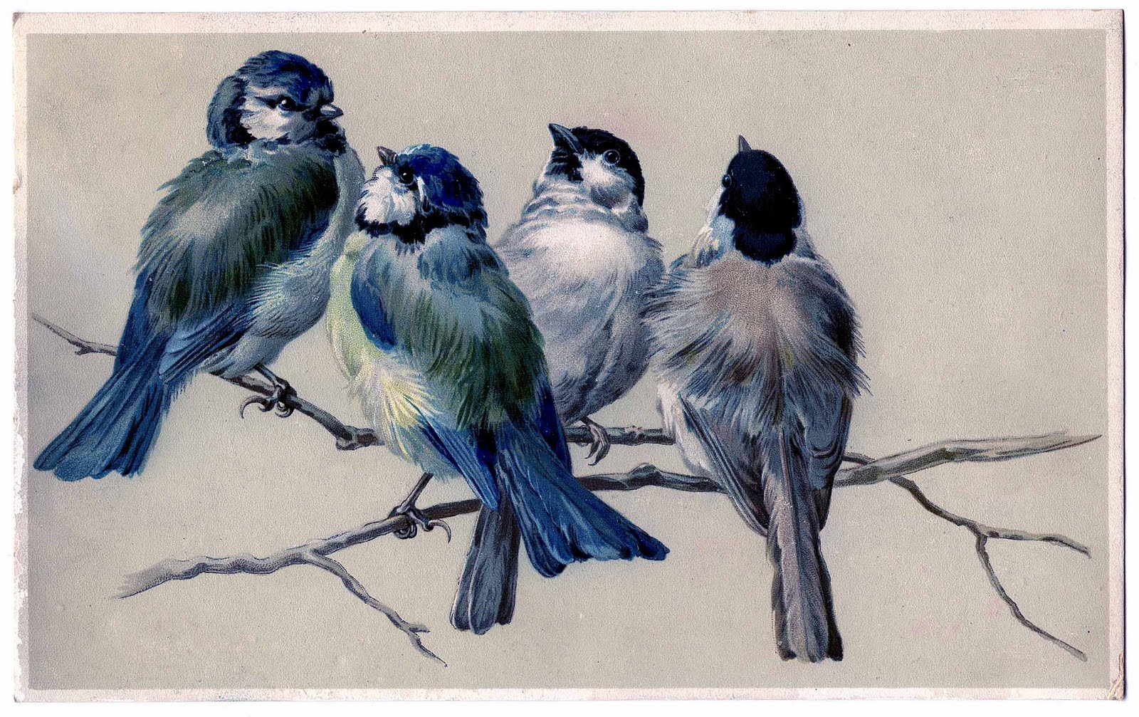 1600x1007 Vintage Blue Bird Clipart Collection - Vintage Sparrow Drawing