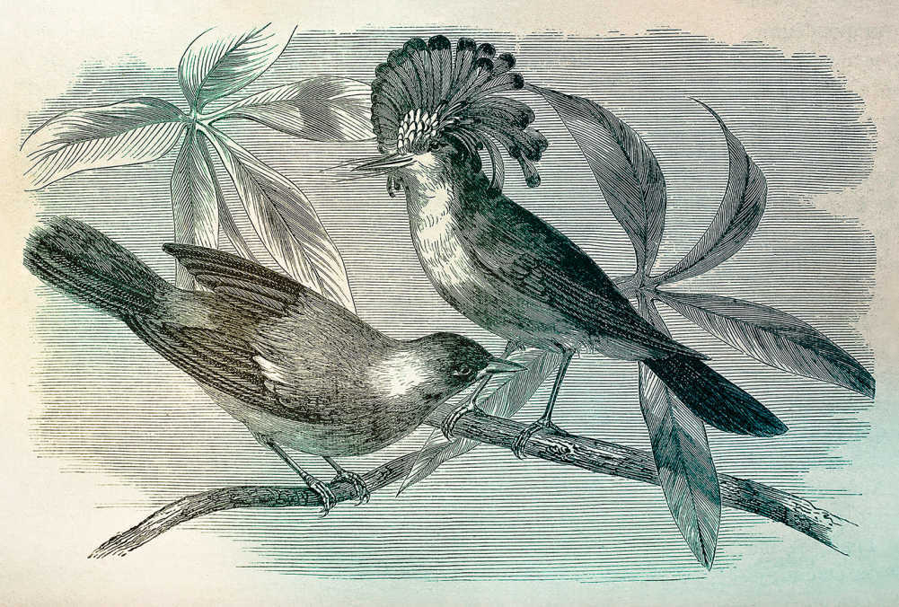 1001x676 wallpaper dublin, wallpaper shop, wall mural - Vintage Sparrow Drawing