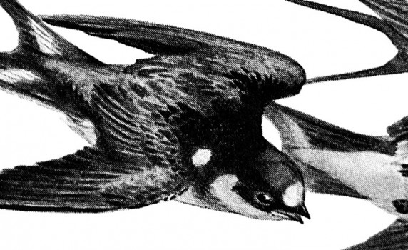 572x350 birds vintage fangirl - Vintage Sparrow Drawing