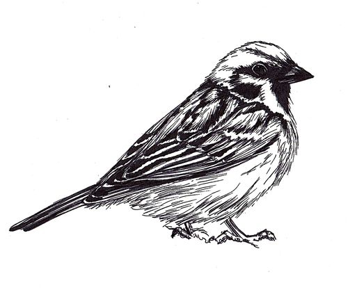 500x414 Vintage Sparrow Drawing Cattoos - Vintage Sparrow Drawing