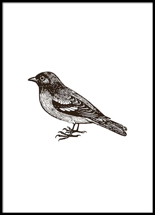 540x750 Black And White Poster With A Hand Drawn Bird, Illustrations - Vintage Sparrow Drawing