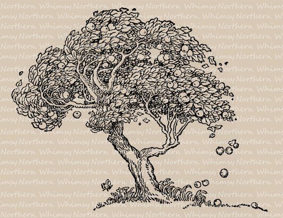 570x440 Old Apple Tree Illustration - Vintage Tree Drawing