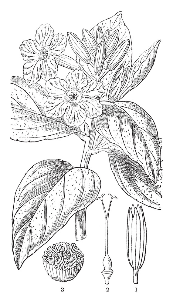 570x1000 This Is Tree Of Geiger This Is Tropical Plant, Vintage Line - Vintage Tree Drawing