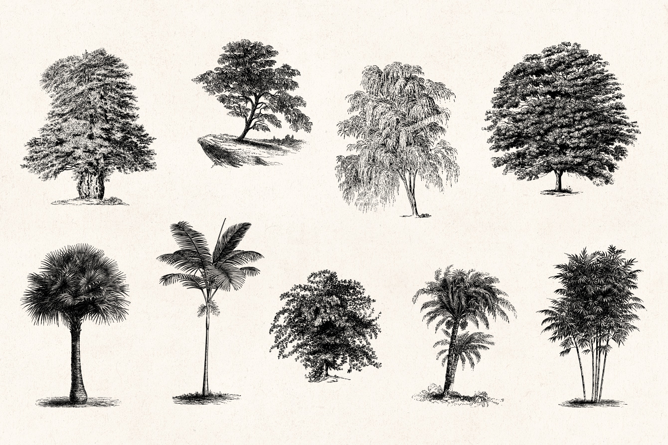 1340x892 Trees - Vintage Tree Drawing