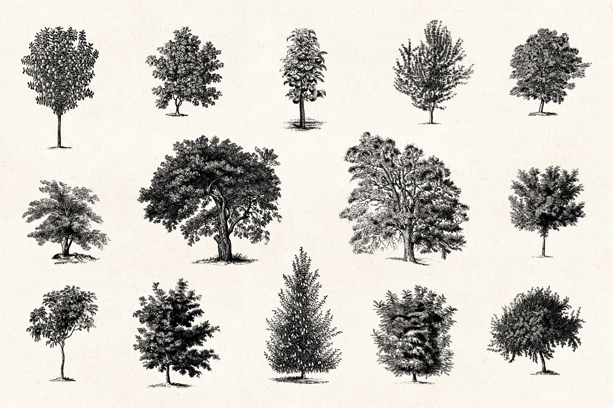 1200x799 Trees Vintage Illustrations Set On Behance - Vintage Tree Drawing