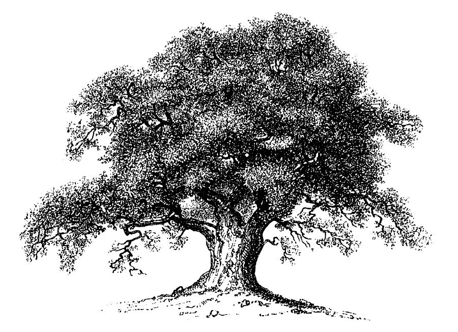 Vintage Tree Drawing At Paintingvalley.com 