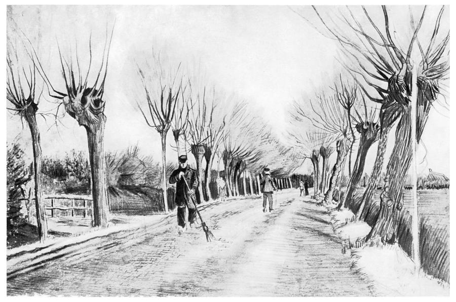 900x596 Vintage Drawing Of Road With Trees Photograph - Vintage Tree Drawing