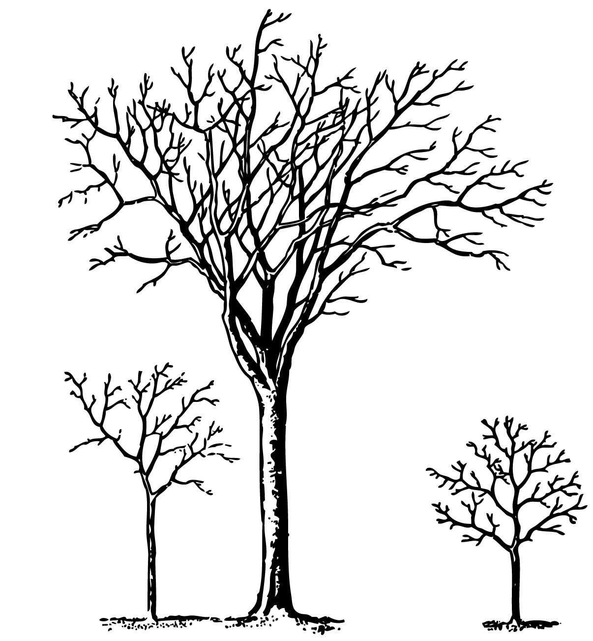 1206x1303 Vintage Halloween Clip Art - Vintage Tree Drawing