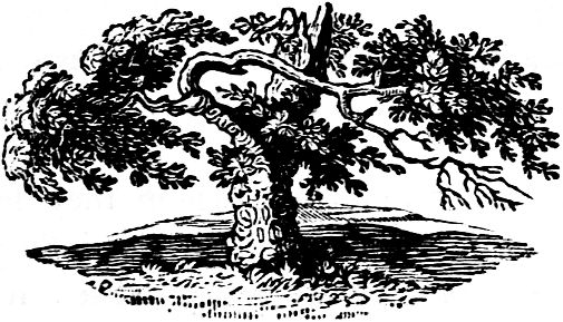 505x289 Vintage Tree Print - Vintage Tree Drawing