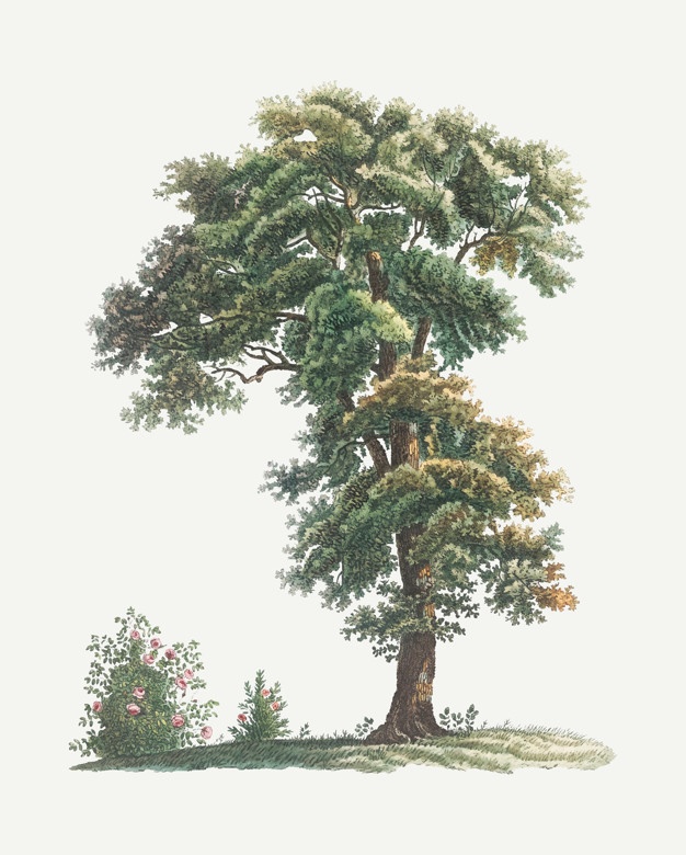626x780 Vintage Tree Vectors, Photos And Free Download - Vintage Tree Drawing