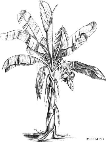 374x500 Vintage Drawing Banana Palm Tree Stock Photo And Royalty Free - Vintage Tree Drawing