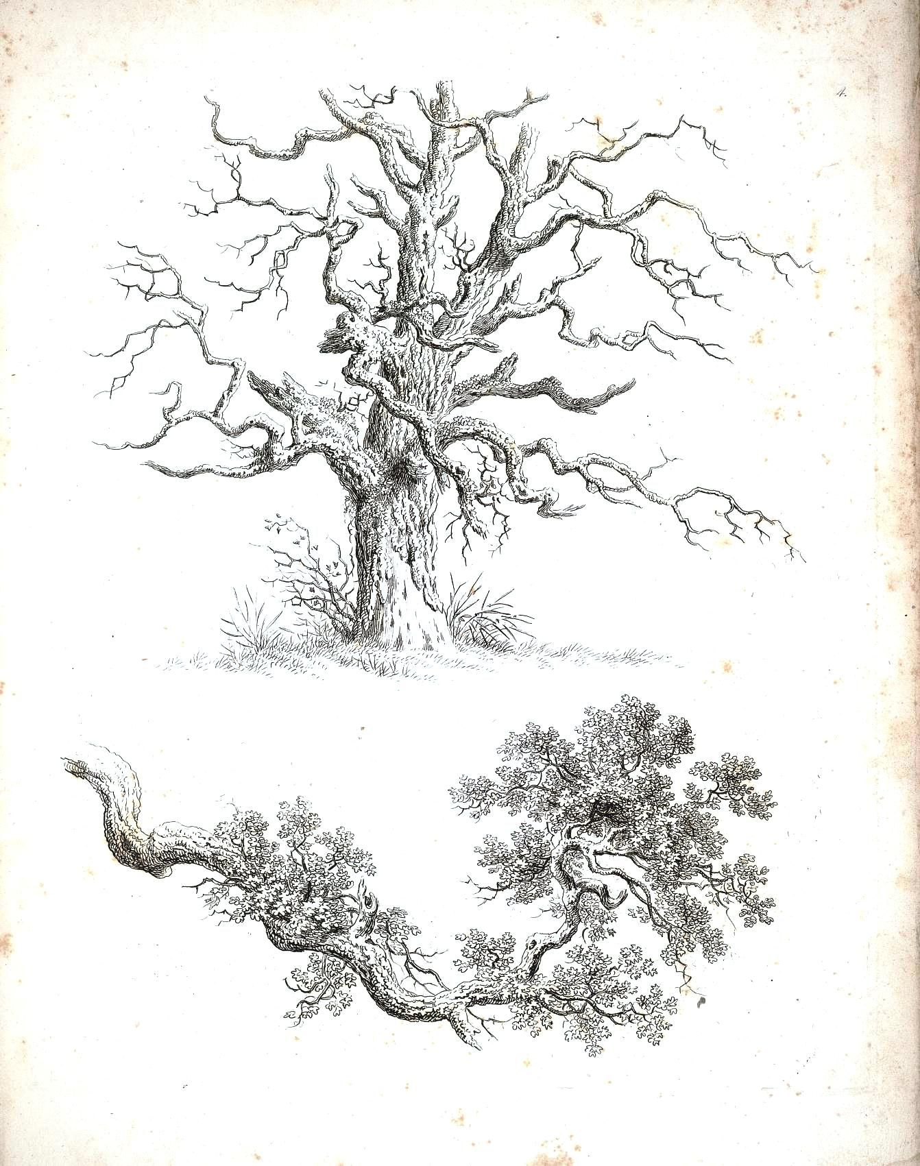 1342x1701 Vintage Tree Drawing Inspiring Ideas In Drawings, Pencil - Vintage Tree Drawing