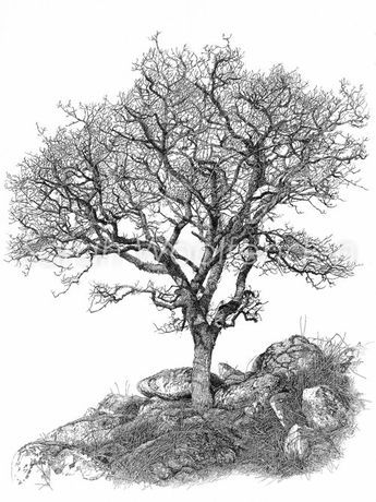 345x460 Vintage Tree Drawing Drawing Trees Ink Pen Drawings, Tree - Vintage Tree Drawing
