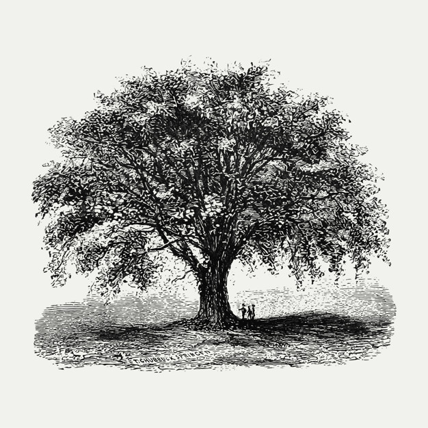 626x626 Vintage Tree Illustration Vector Free Download - Vintage Tree Drawing