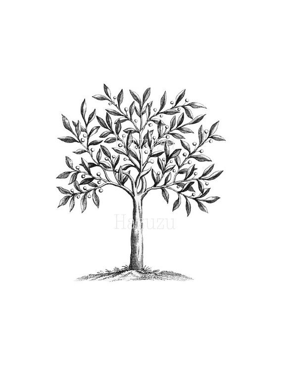 570x738 magical tree png clip art vintage transparent background etsy - Vintage Tree Drawing