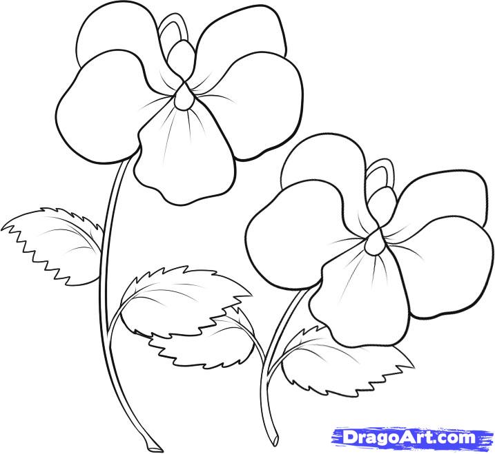 717x659 how to draw violets, step - Violet Drawing